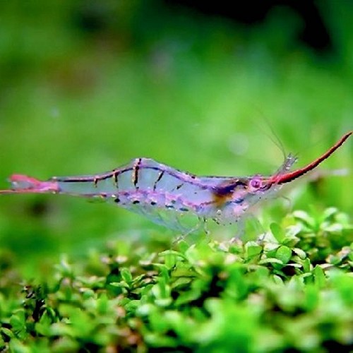 Caridina graccilirostris - Crevette pinnochio M